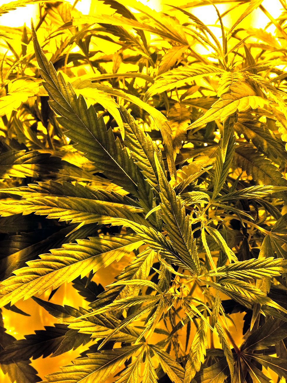 ISMOKE Cannabis UK