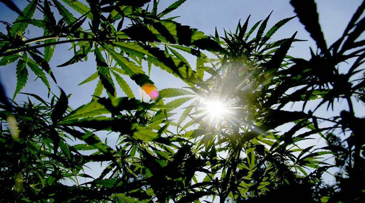 ISMOKE Cannabis UK