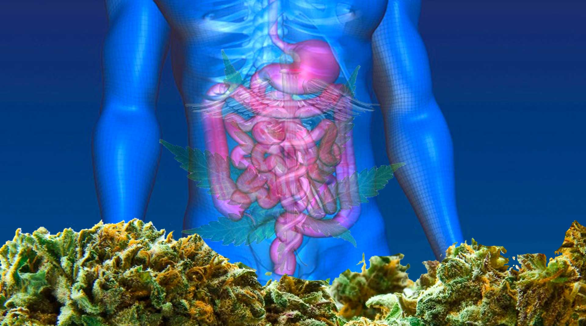 cannabis for crohns disease ISMOKE Cannabis UK