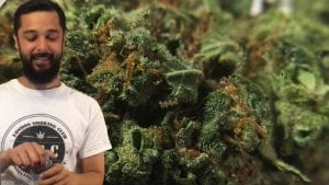 Super Bud Cannabis Strain