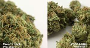 Green Crack Strain Image