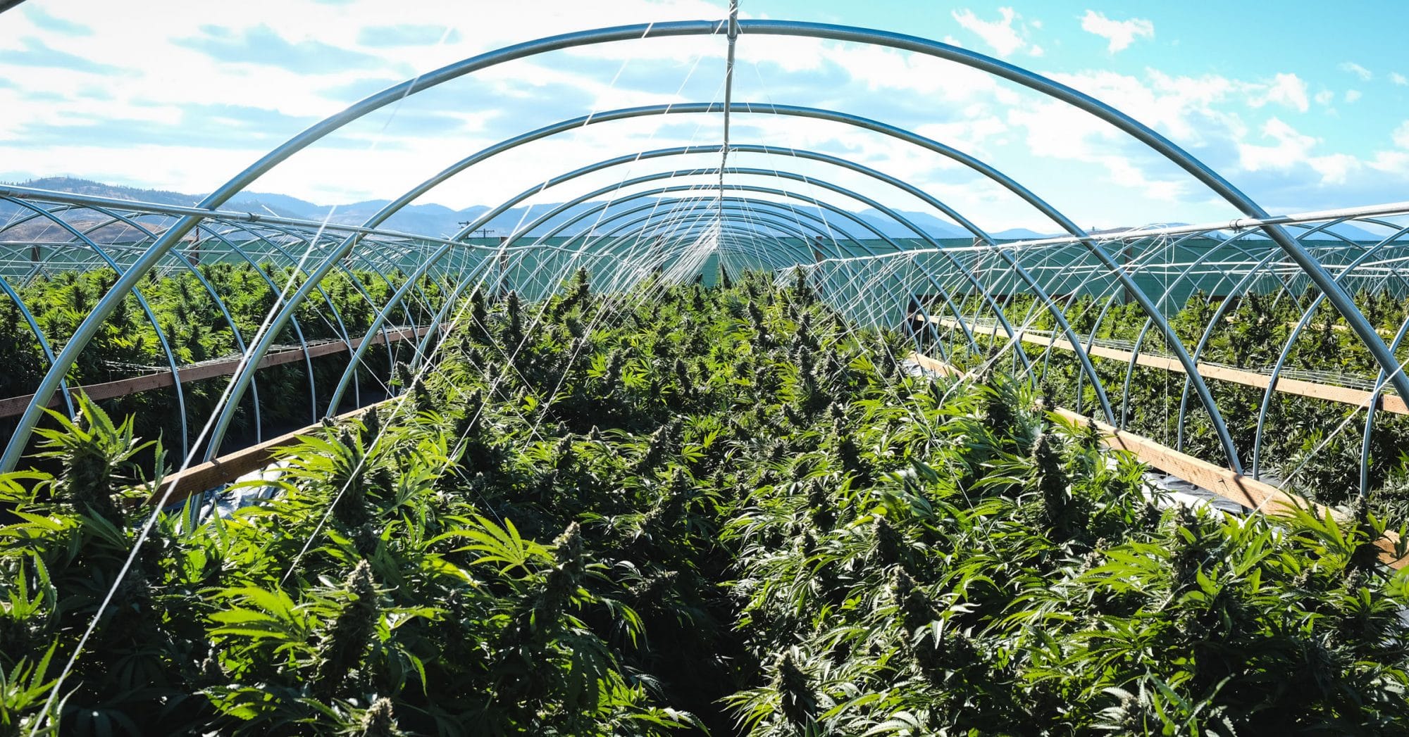 ISMOKE Cannabis UK