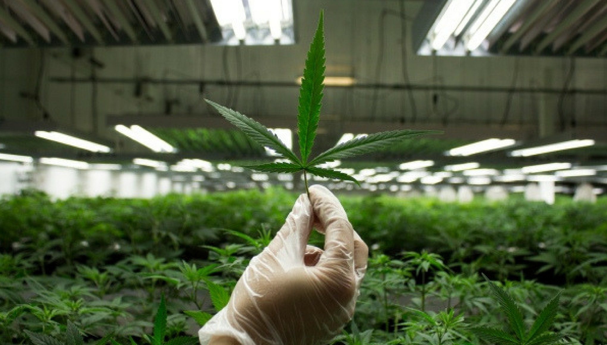ISMOKE Cannabis UK