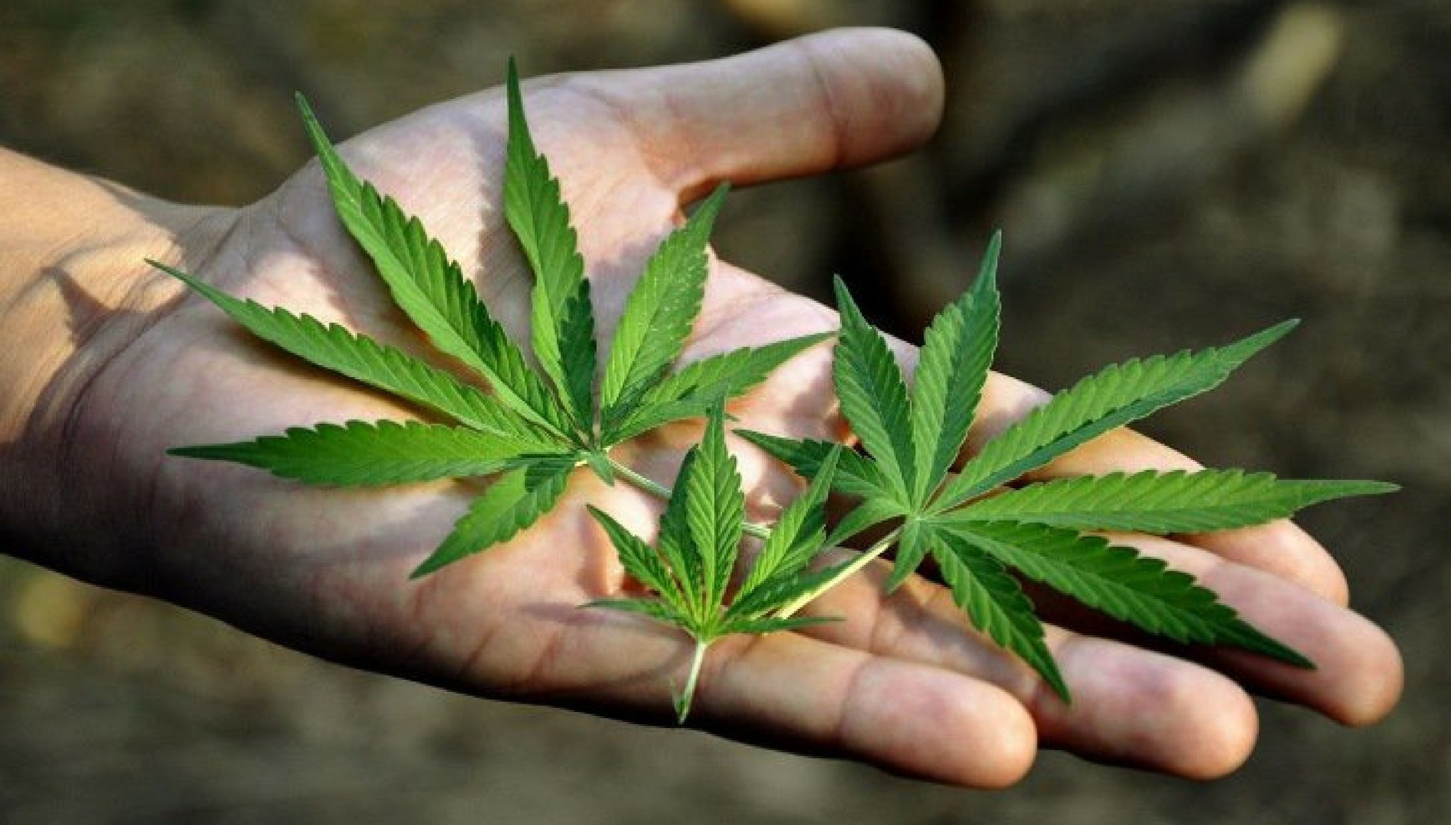 ISMOKE Cannabis UK