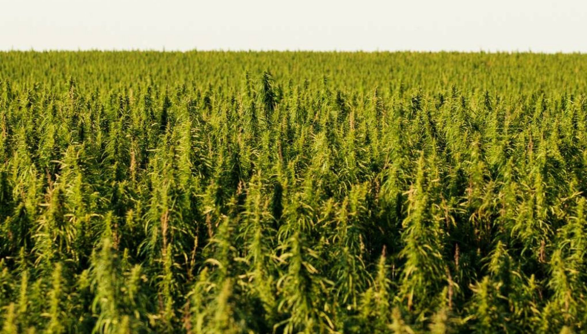 Washington votes to legalise hemp