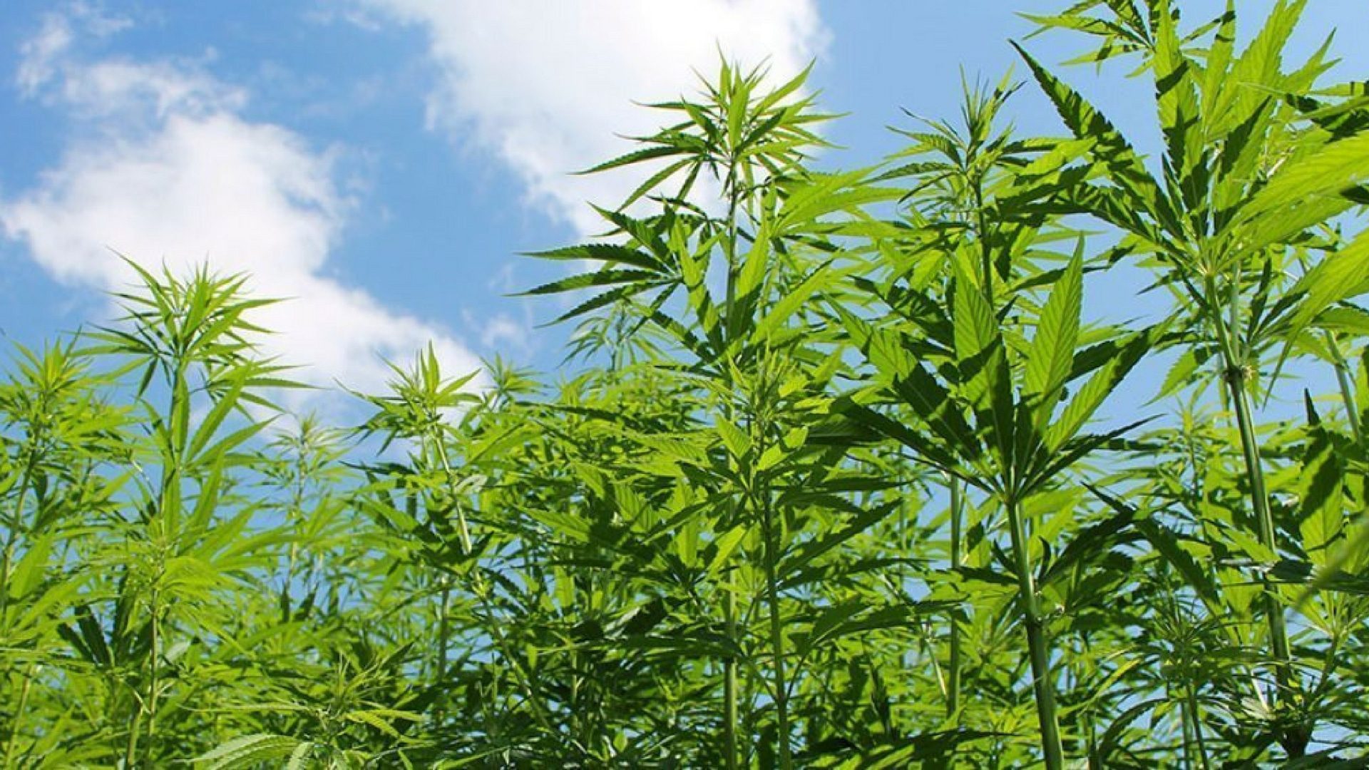 cannabis can help ISMOKE Cannabis UK