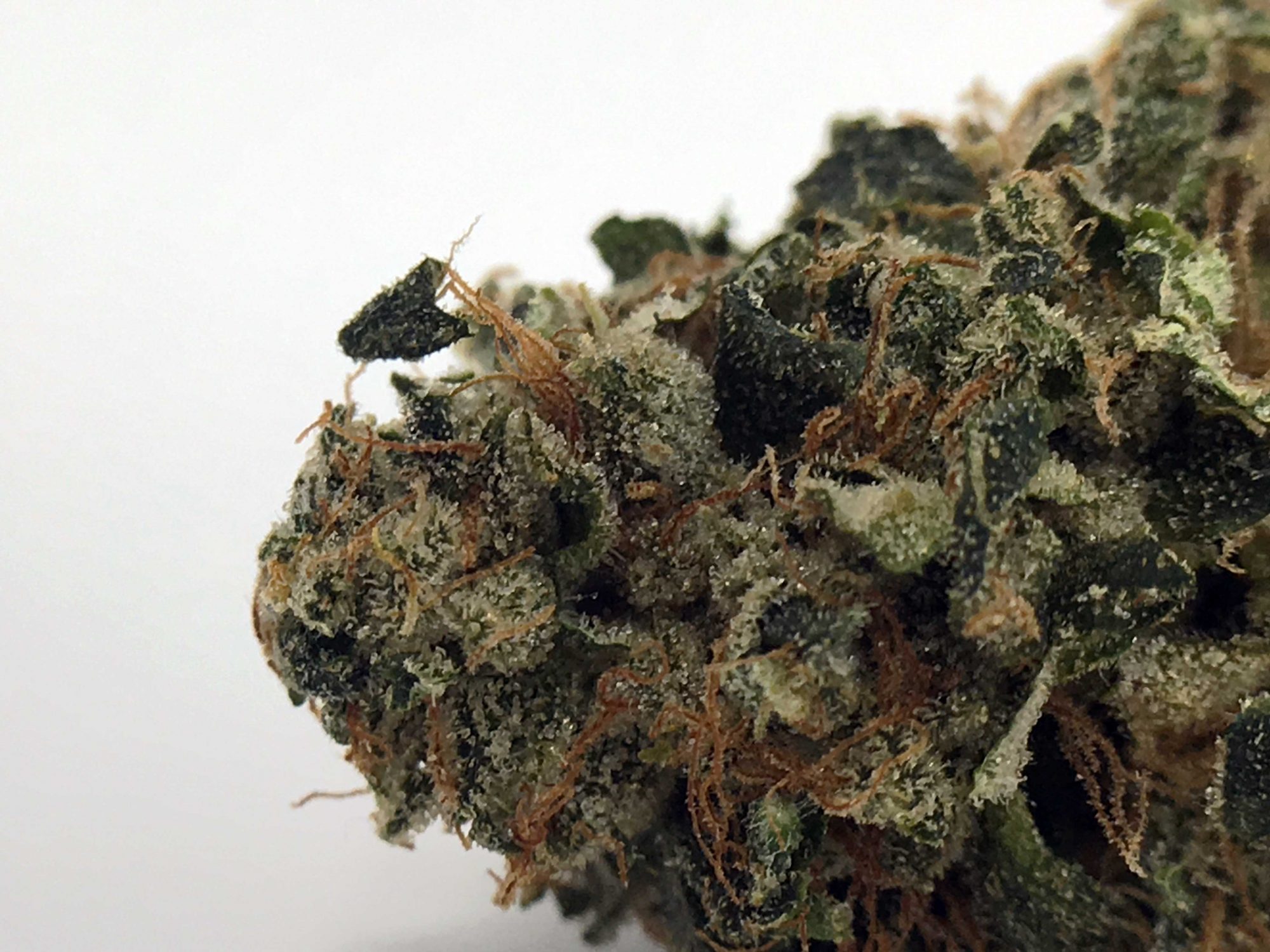 East Coast Sour Diesel Strain Image