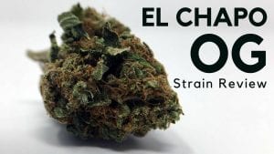 El Chapo OG Cannabis Strain Information