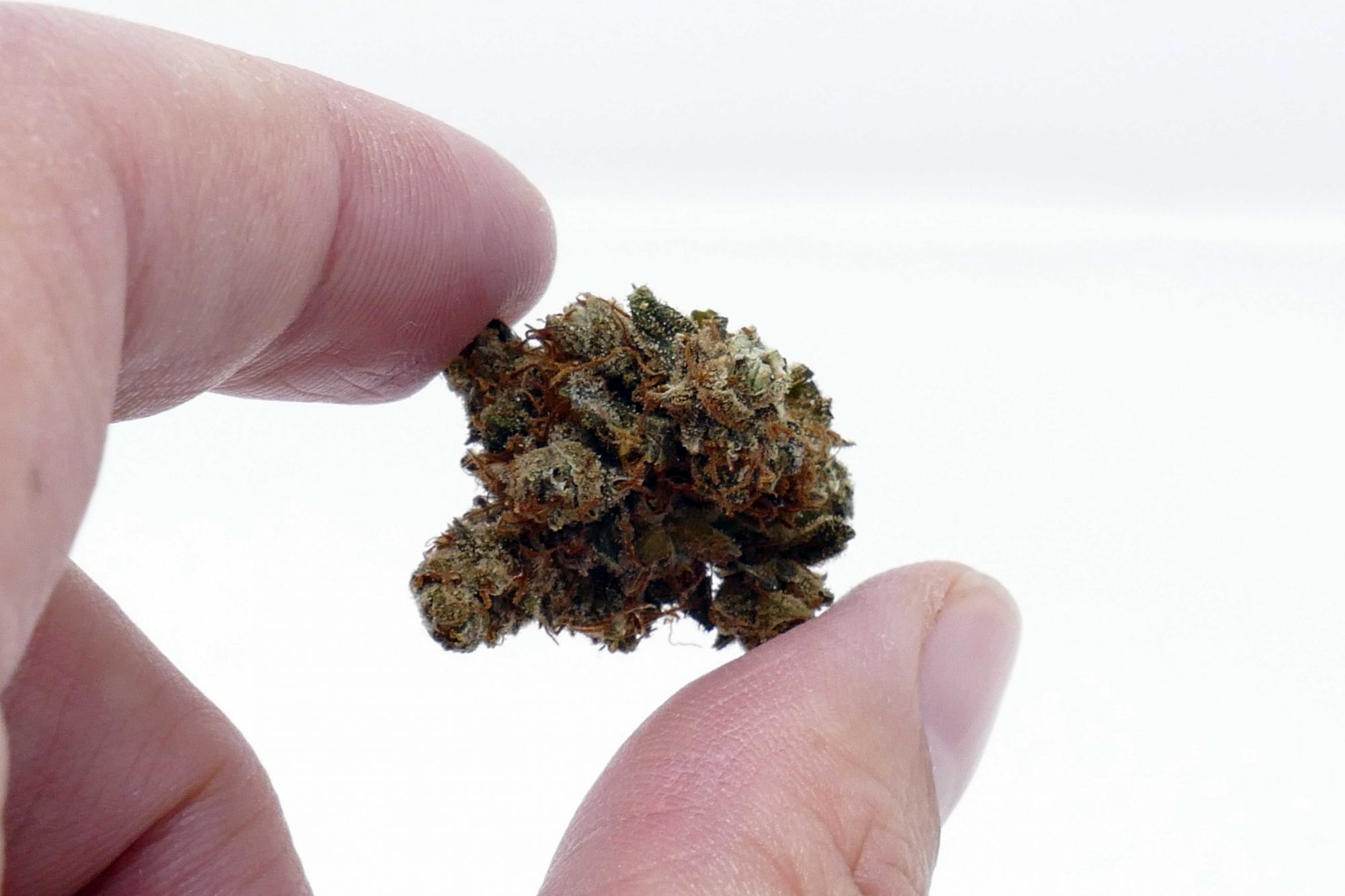 Casey Jones Strain Image