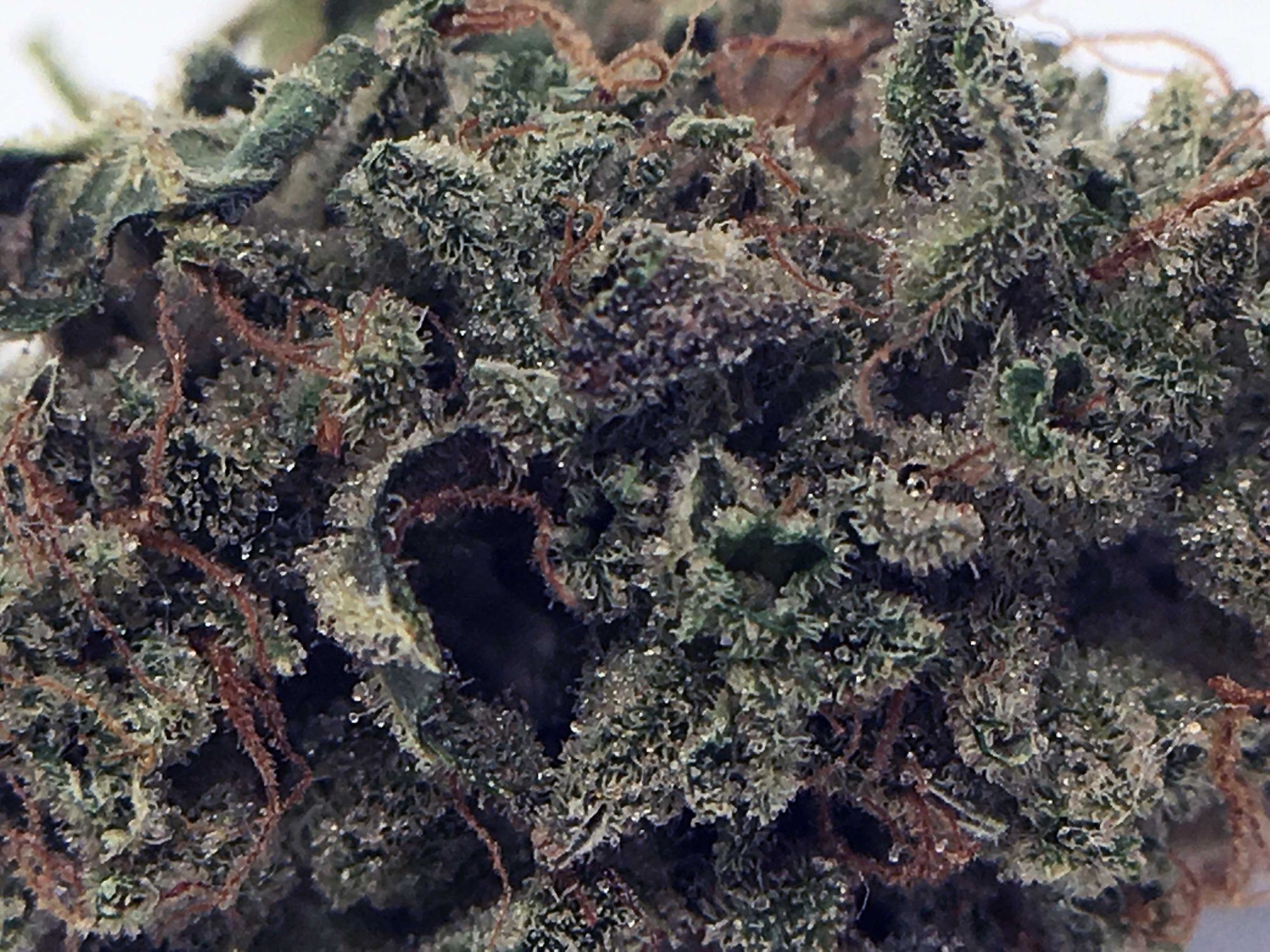 sour diesel haze strain image