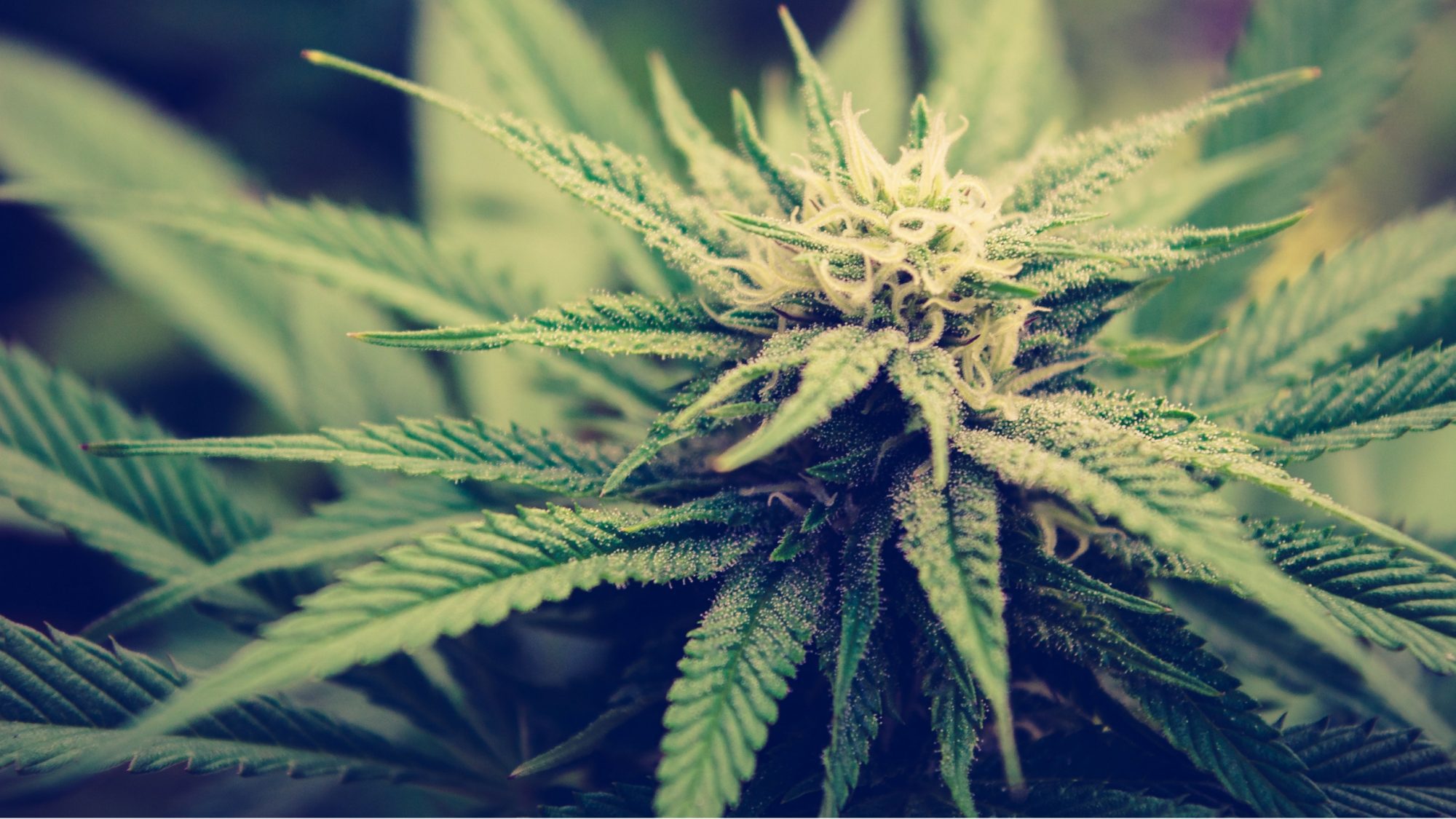 ISMOKE Cannabis UK