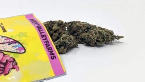 Sour Banana Sherbet UK Cannabis Strains Info
