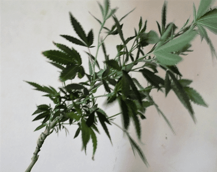 ISMOKE Cannabis UK