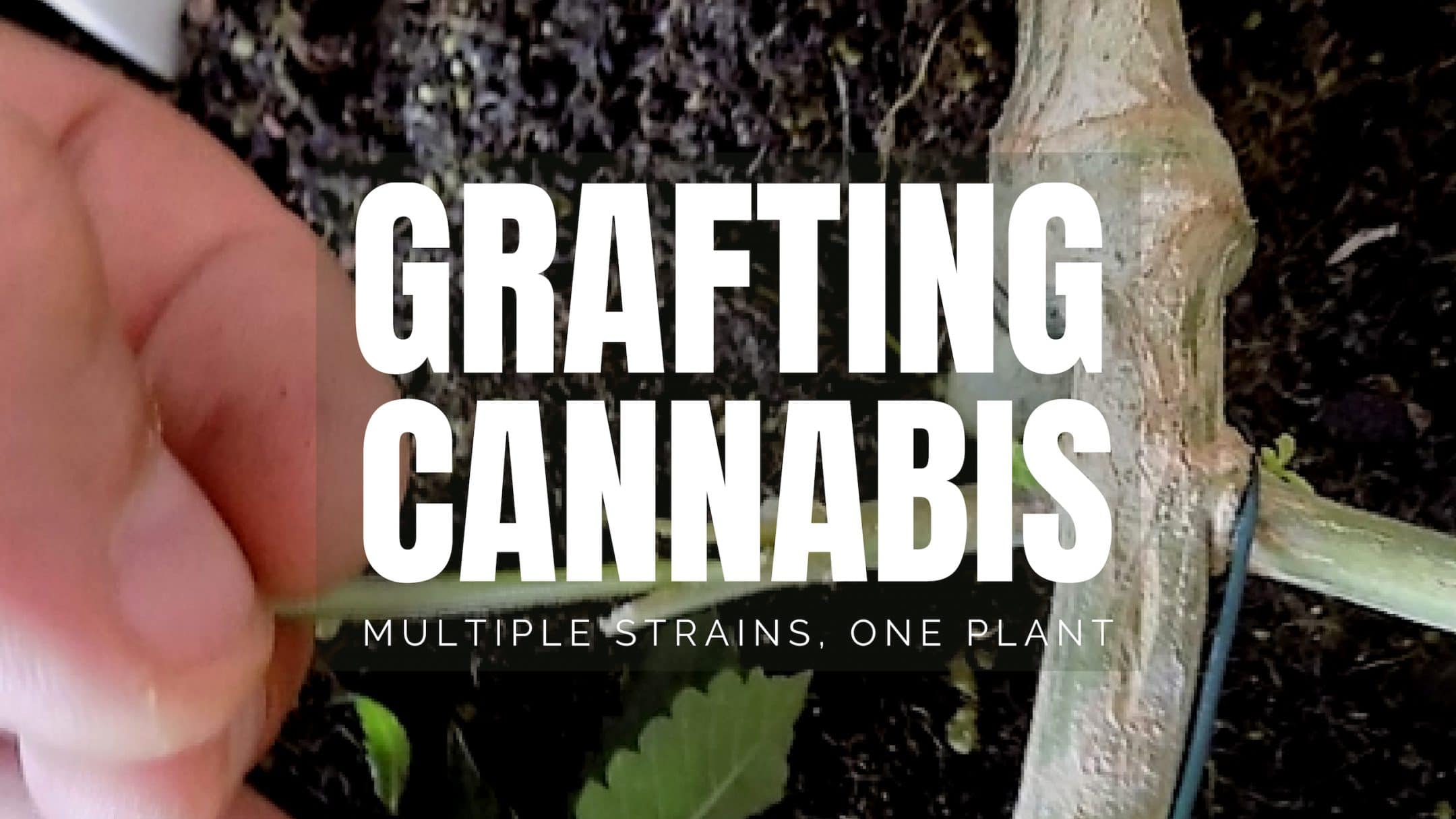 cannabis grafting cannabis