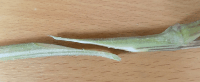 GRAFTING CANNABIS BY LIGHT ADDICT ISMOKE Cannabis UK