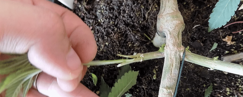 ISMOKE Cannabis UK