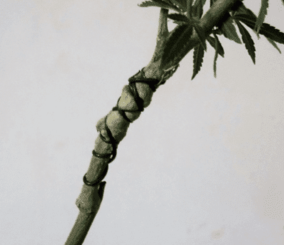 ISMOKE Cannabis UK