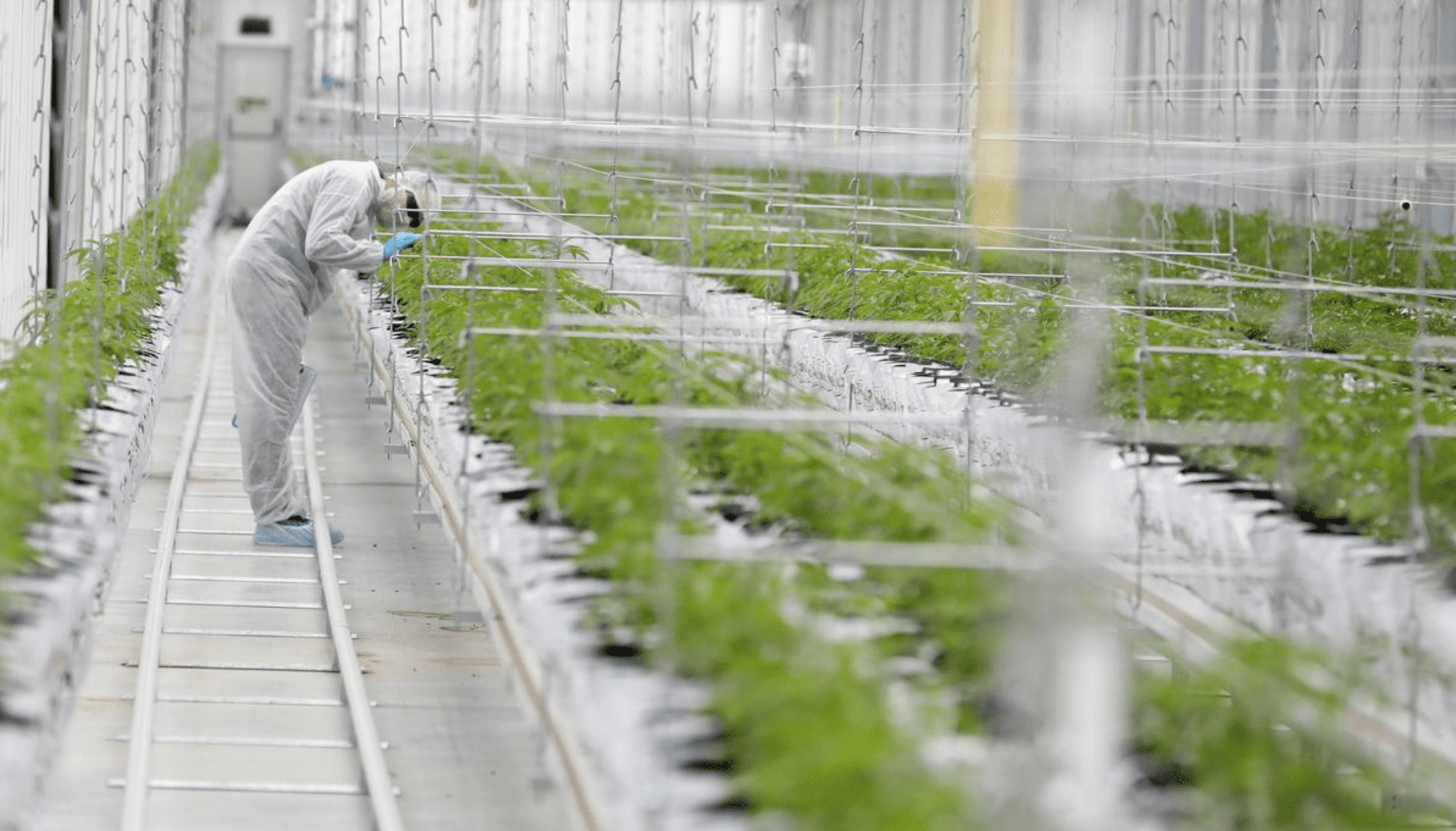 ISMOKE Cannabis UK