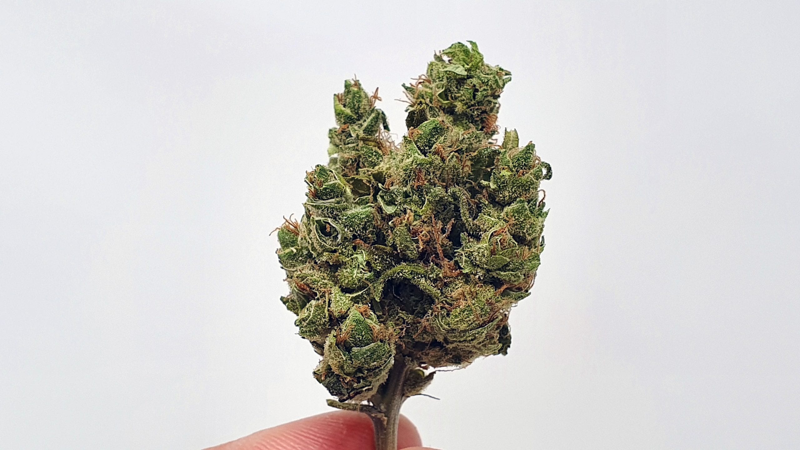 UGORG 1 strain review