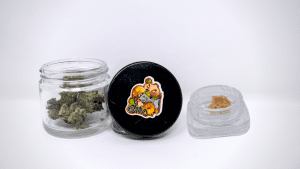 GMO Strain Review