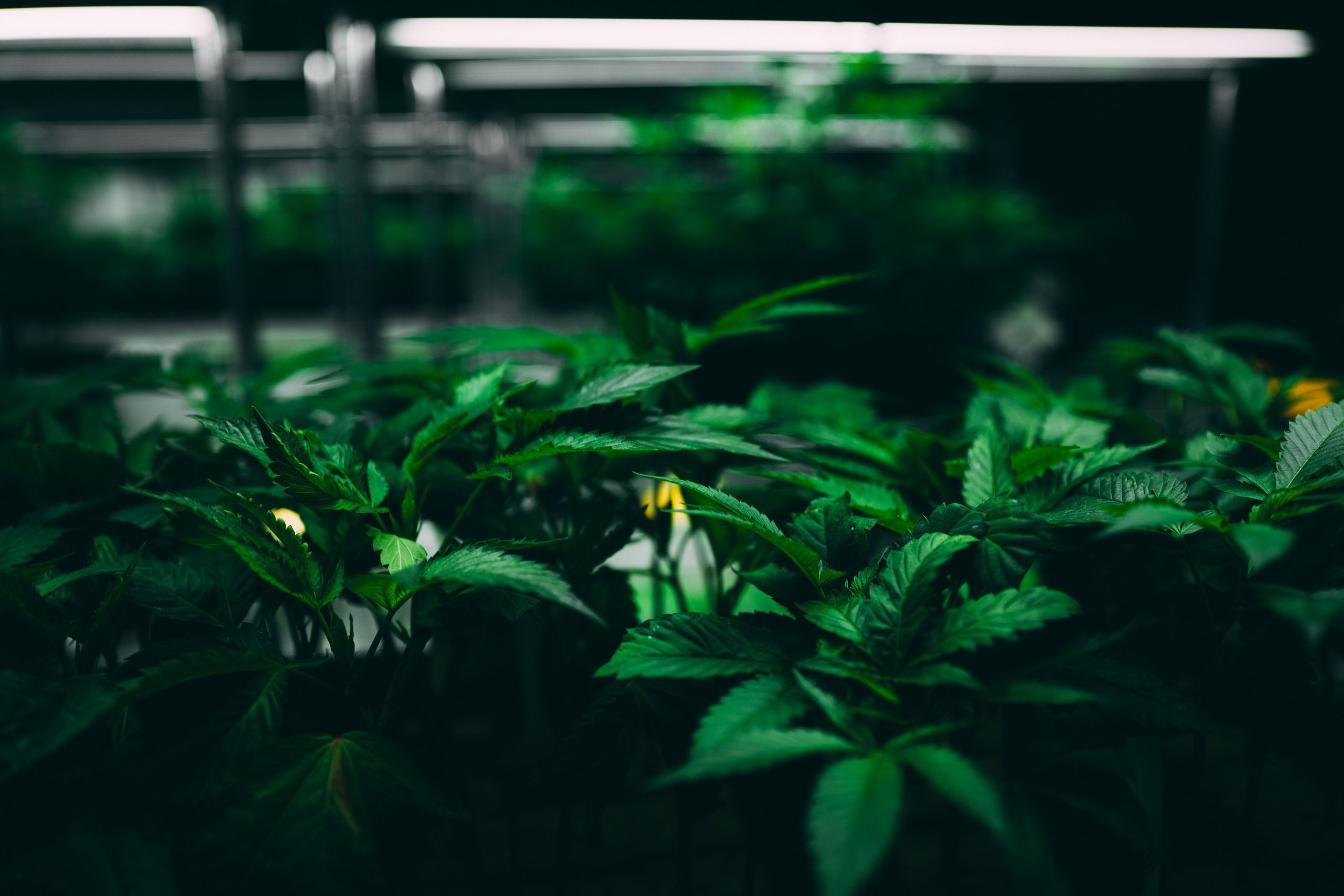 ISMOKE Cannabis UK