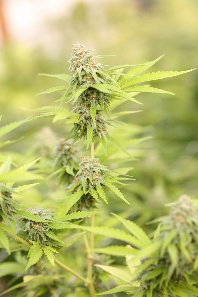 ISMOKE Cannabis UK