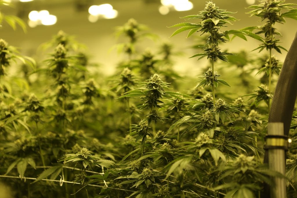 ISMOKE Cannabis UK