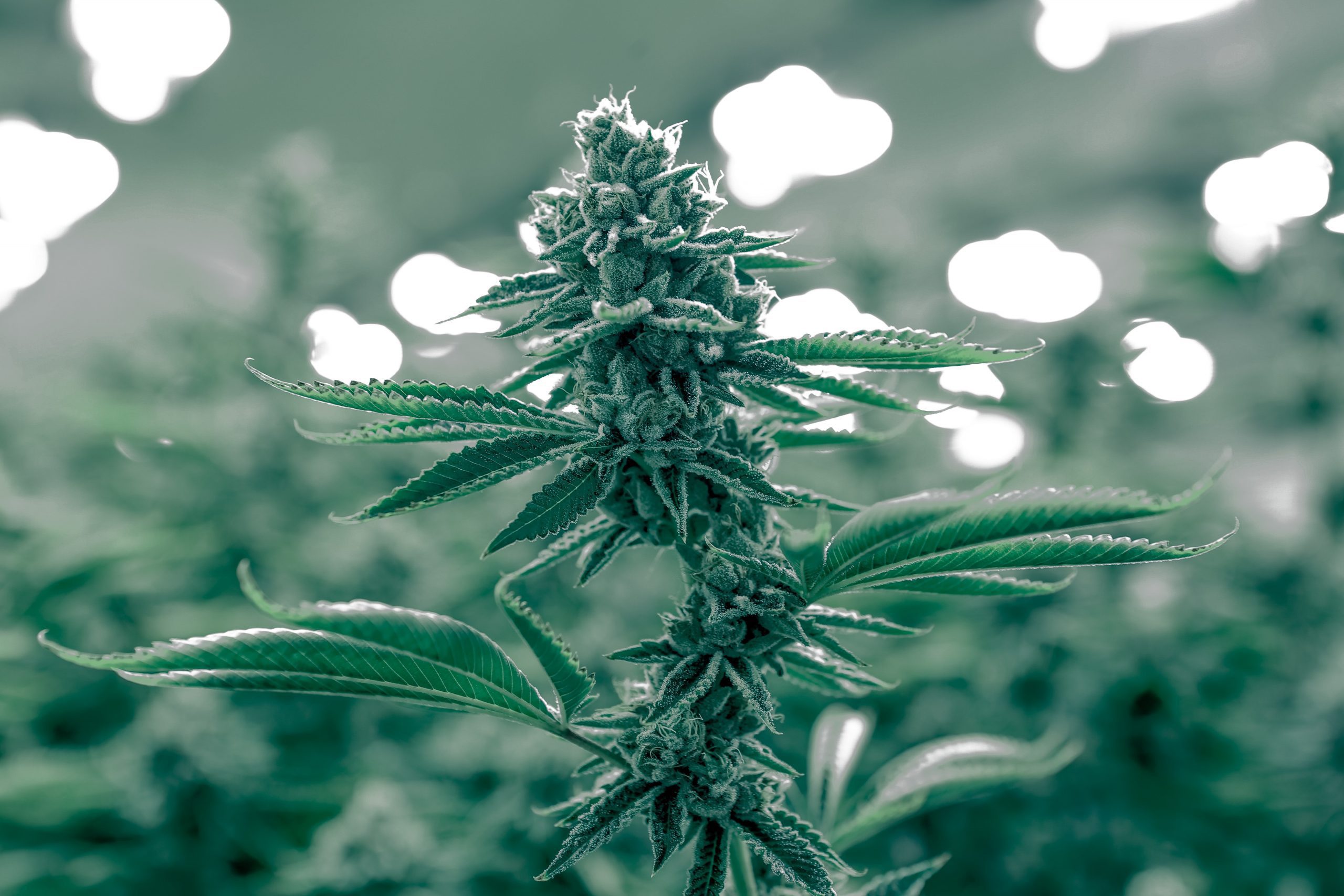 Image by Ryan Lange Unsplash ISMOKE Cannabis UK