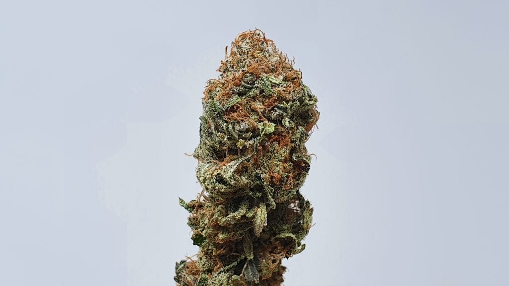 Disco Biscuit Strain Image ISMOKE Cannabis UK