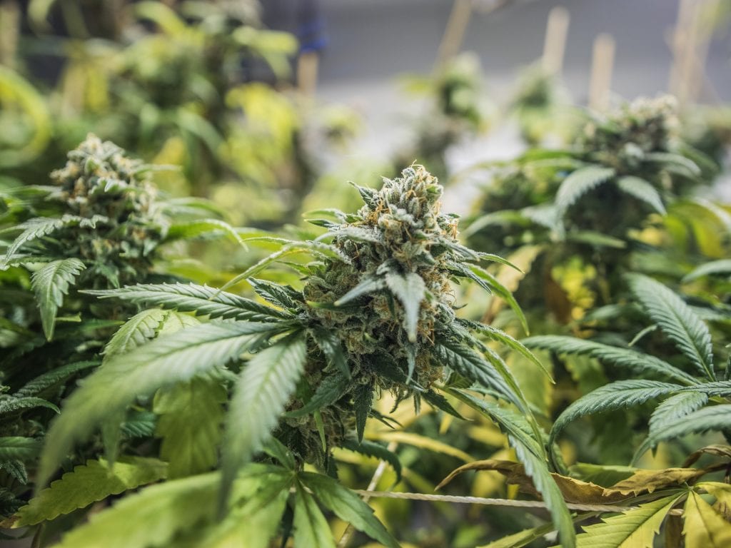 ISMOKE Cannabis UK