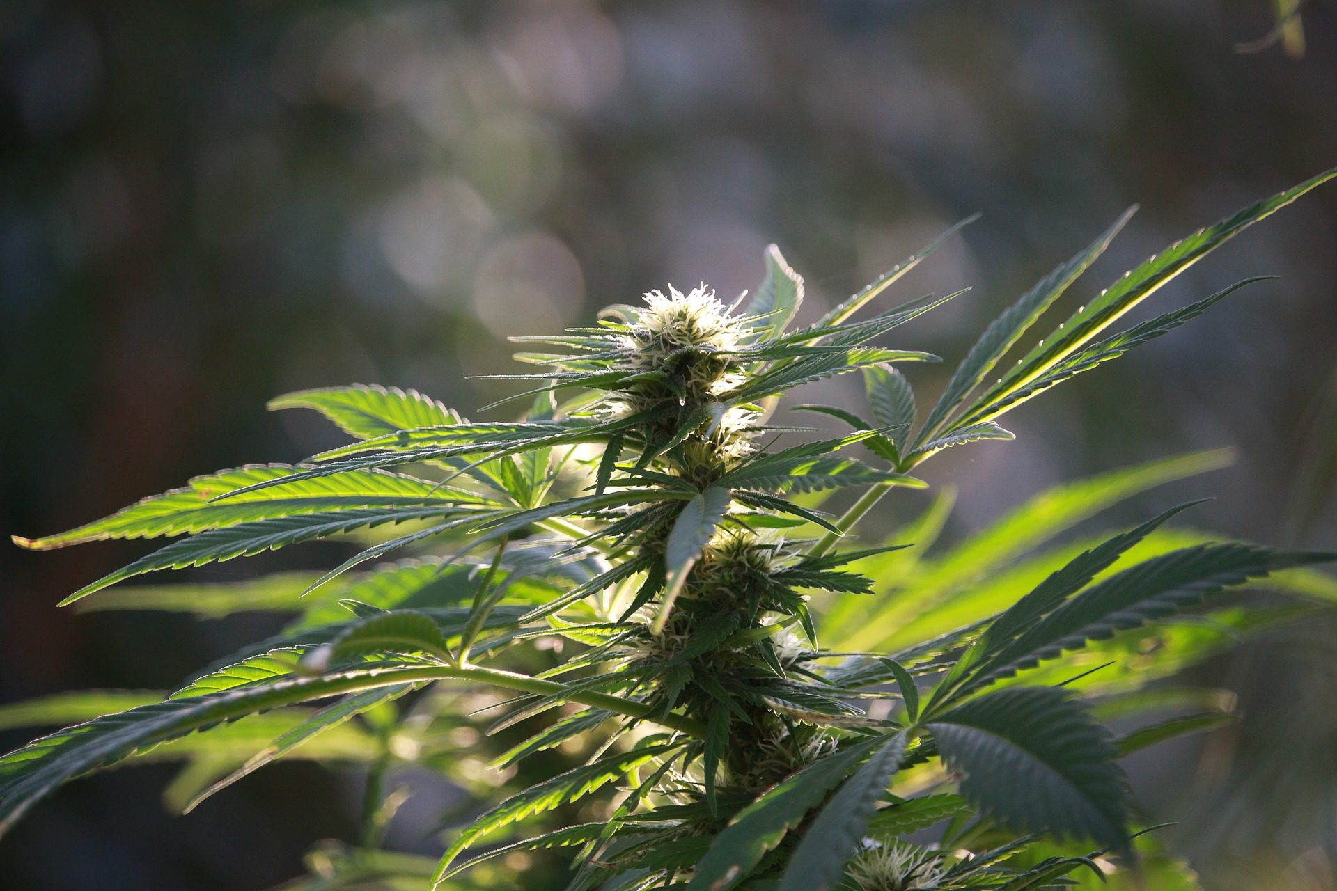 ISMOKE Cannabis UK