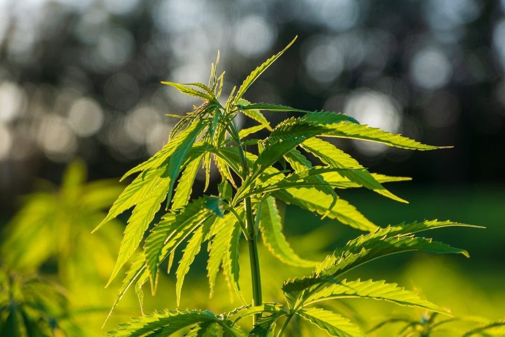 ISMOKE Cannabis UK