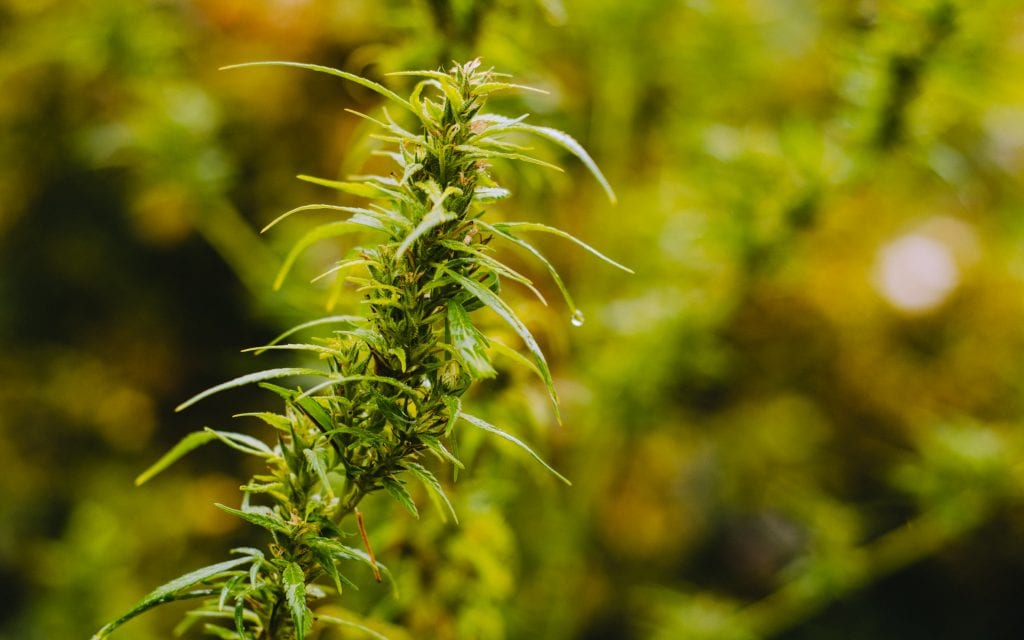 ISMOKE Cannabis UK