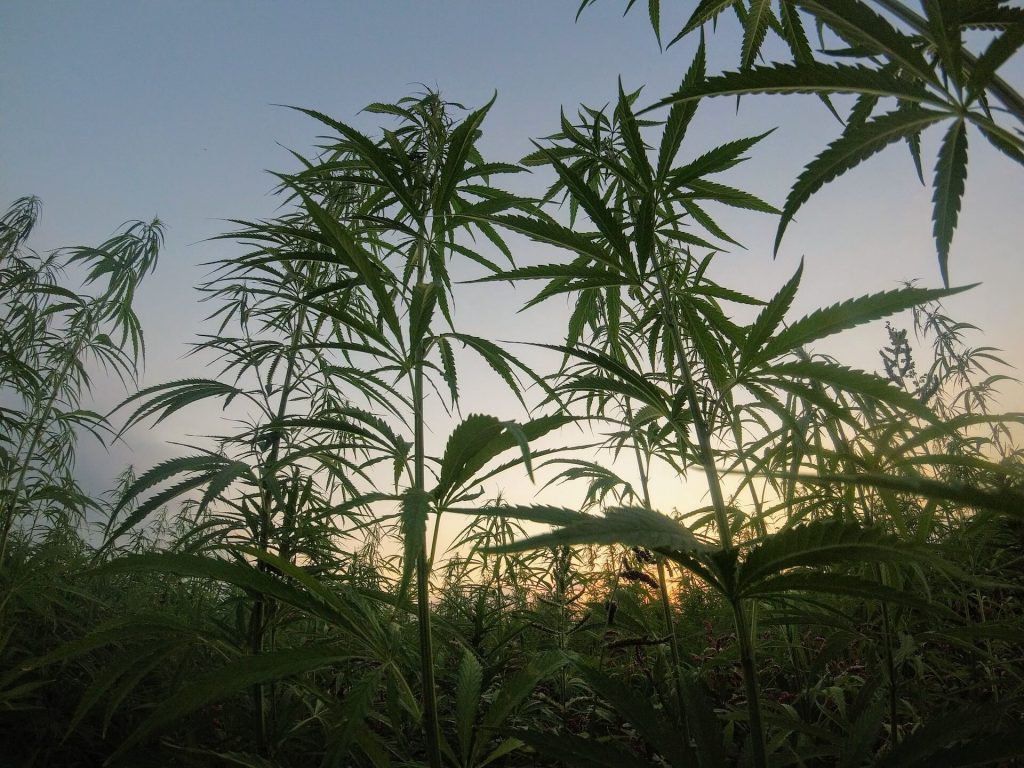 The many uses of hemp ISMOKE Cannabis UK