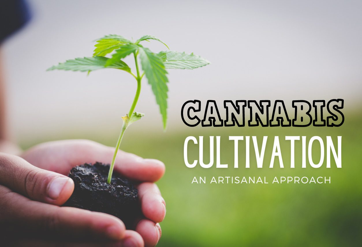 growing cannabis uk ISMOKE Cannabis UK