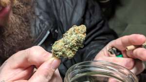 Mimosa Strain Image
