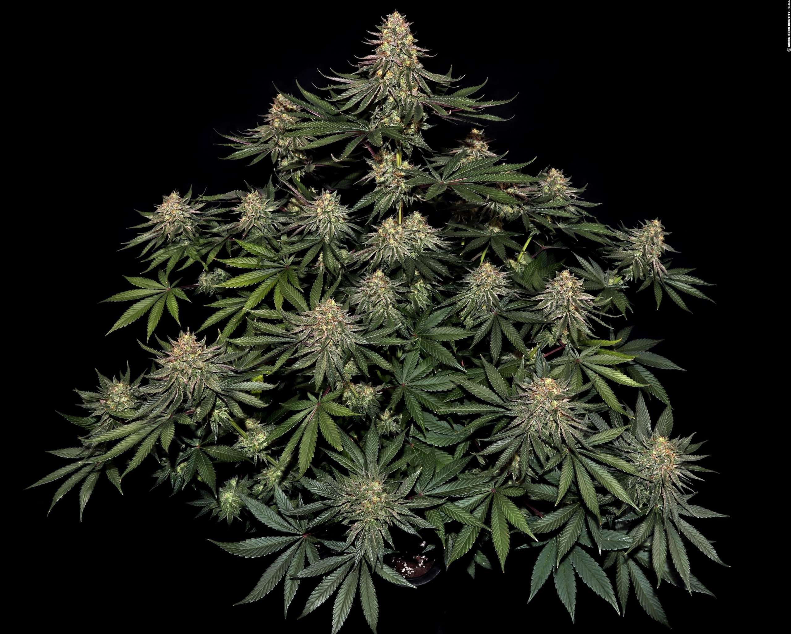 ISMOKE Cannabis UK