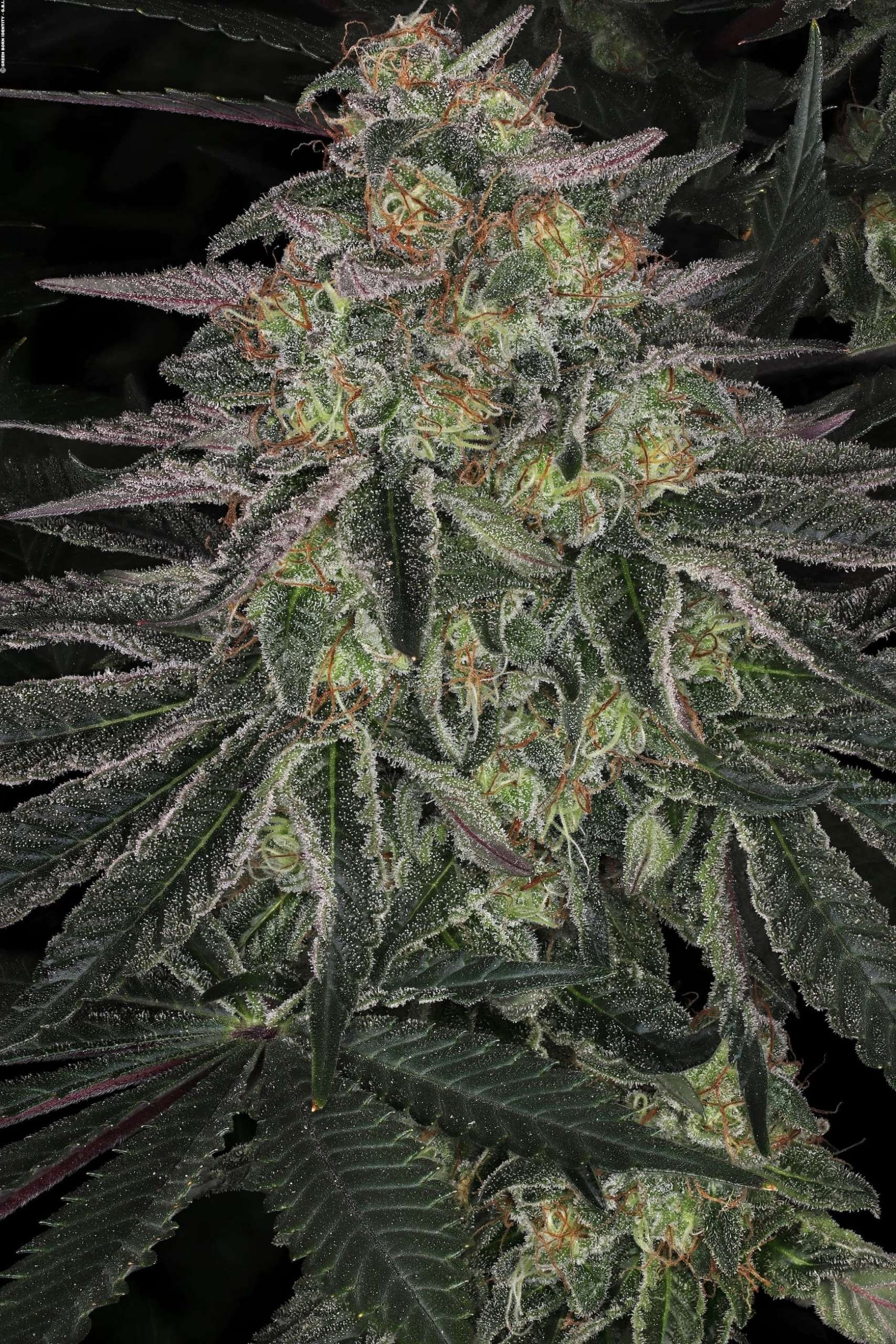 ISMOKE Cannabis UK