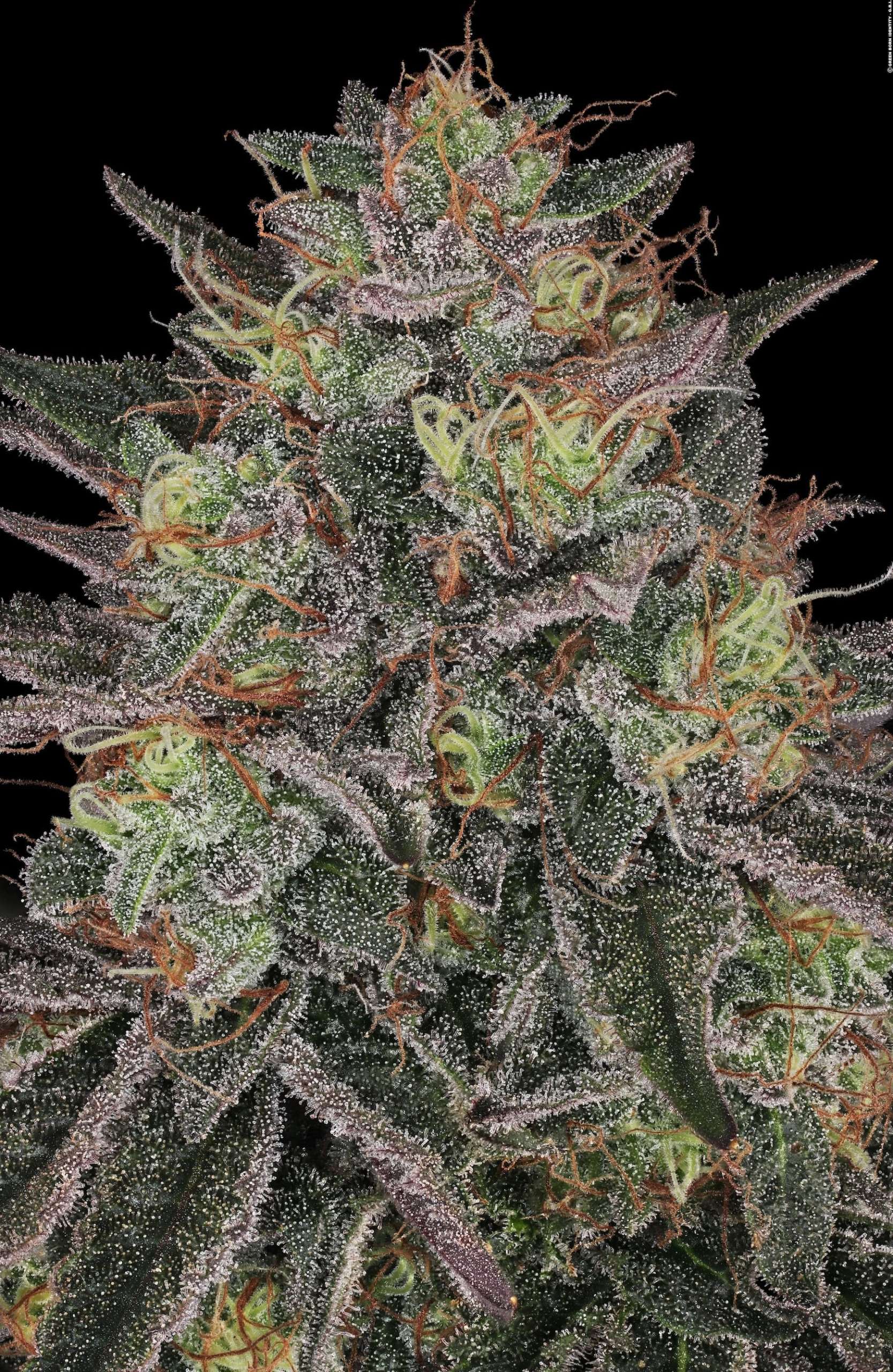 ISMOKE Cannabis UK