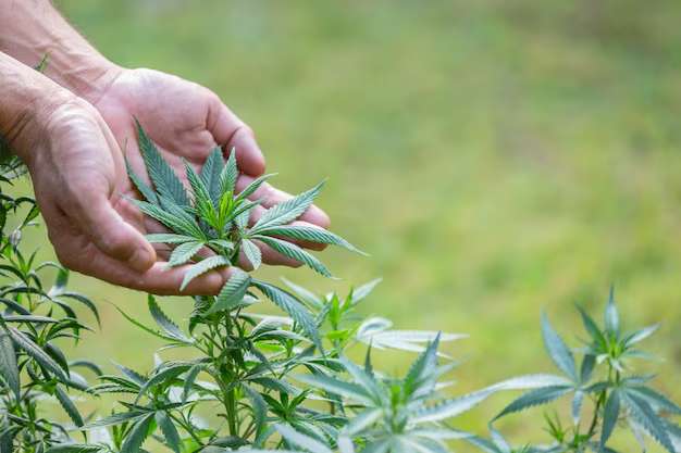ISMOKE Cannabis UK
