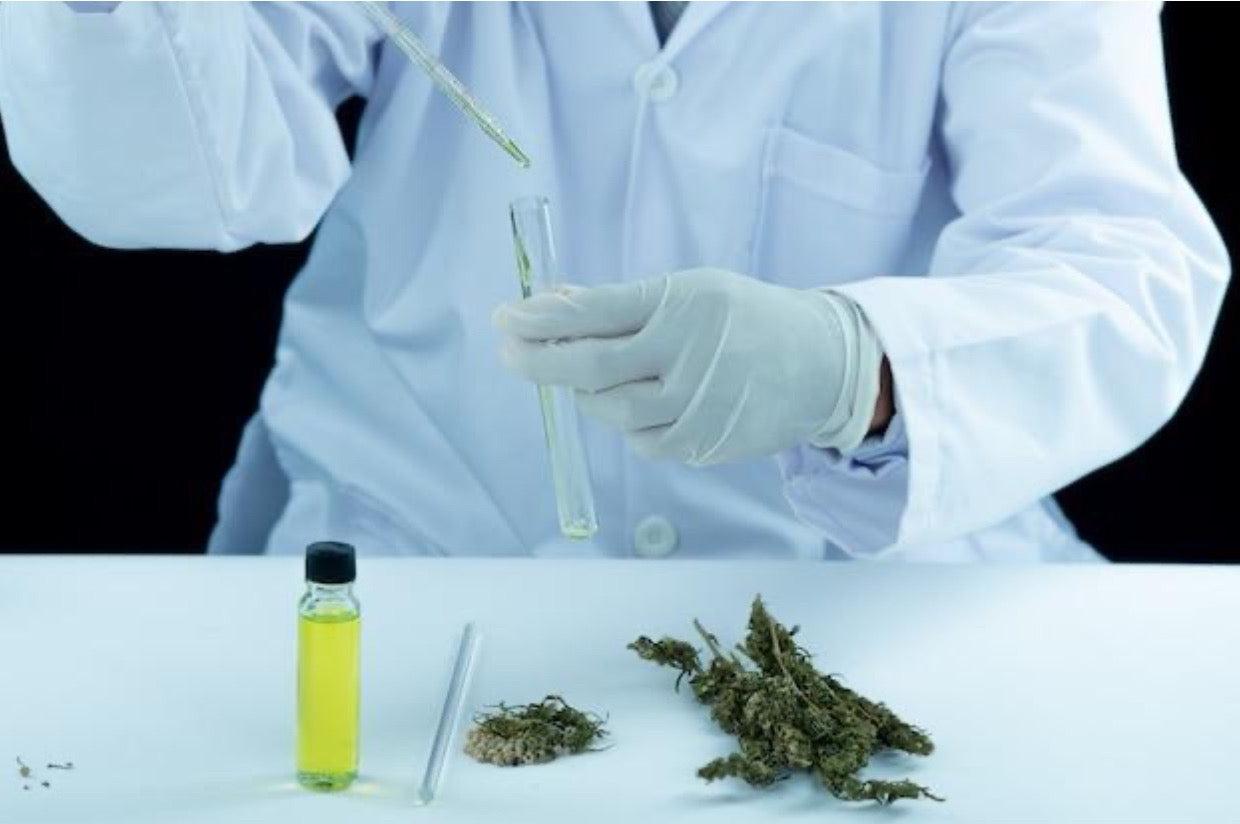 Safe and Trusted Check THCA lab tested productions on Dr Ganjadocx Google Docs Large bff c faf bc ecddeawebp ISMOKE Cannabis UK