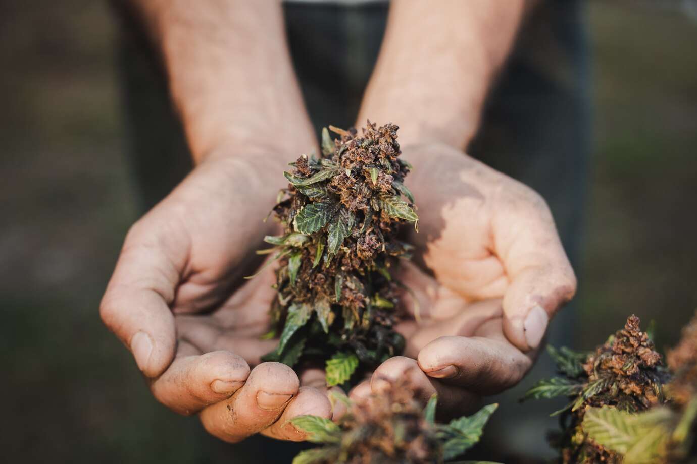 ISMOKE Cannabis UK
