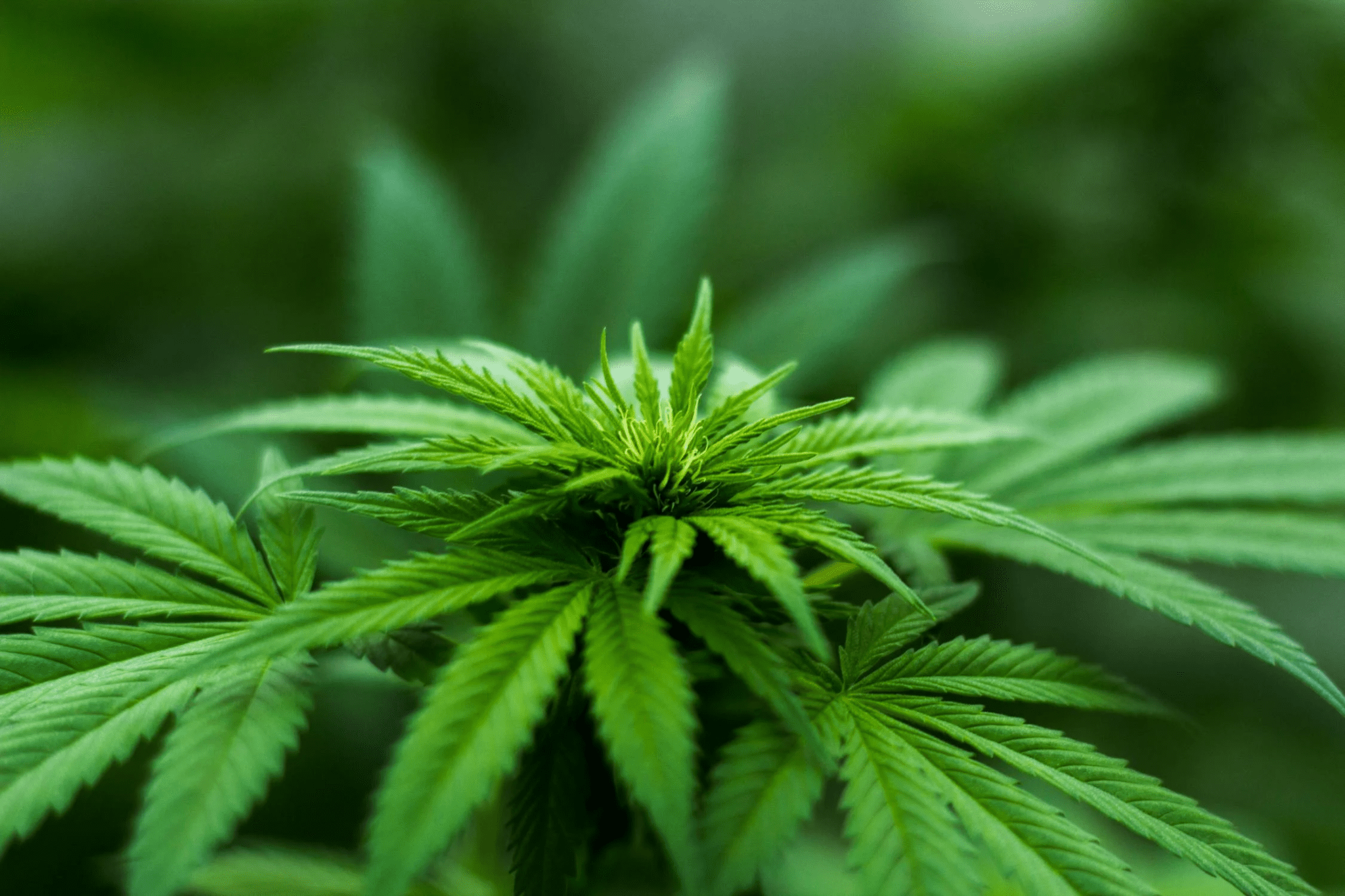 ISMOKE Cannabis UK