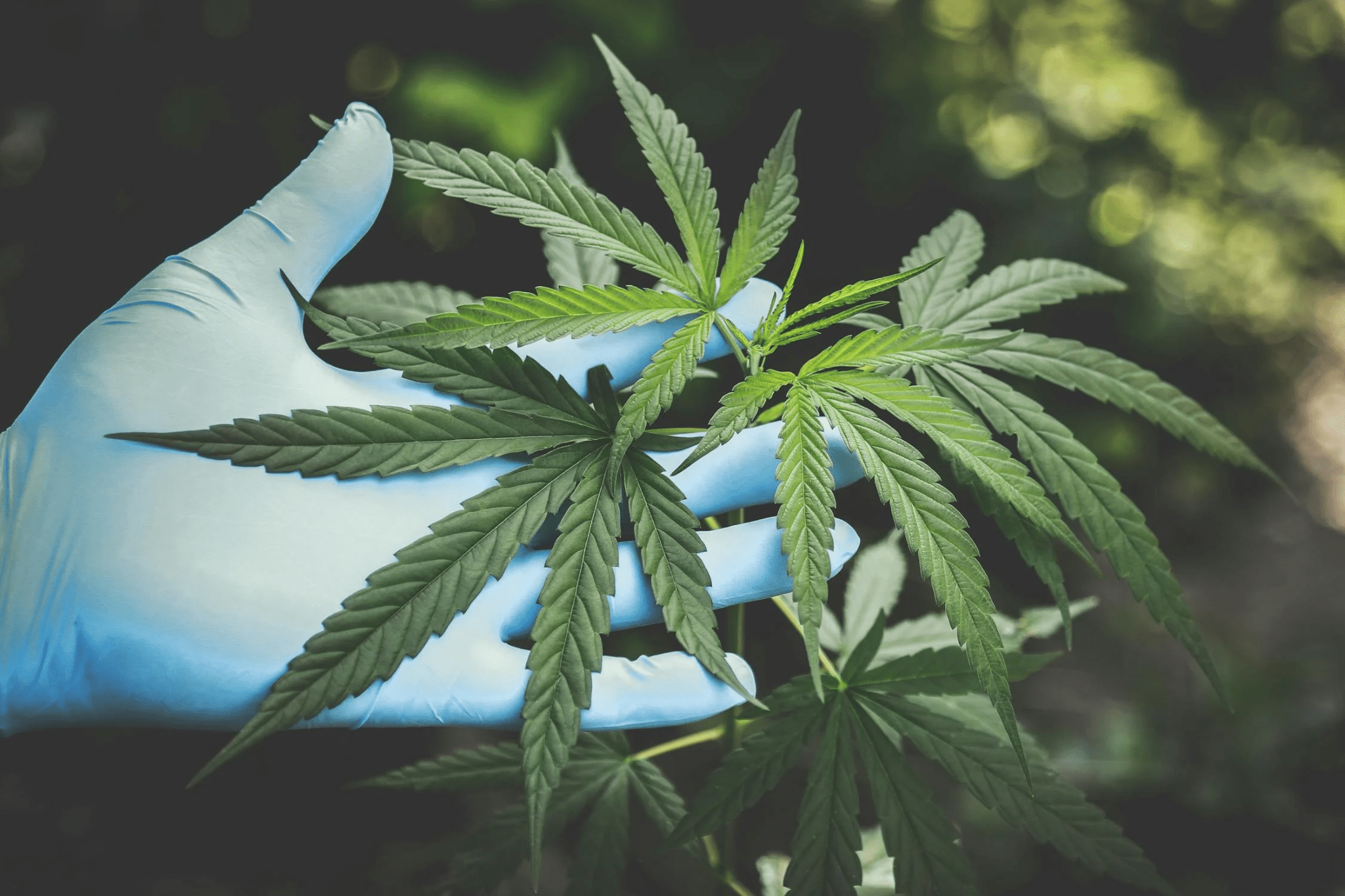 ISMOKE Cannabis UK