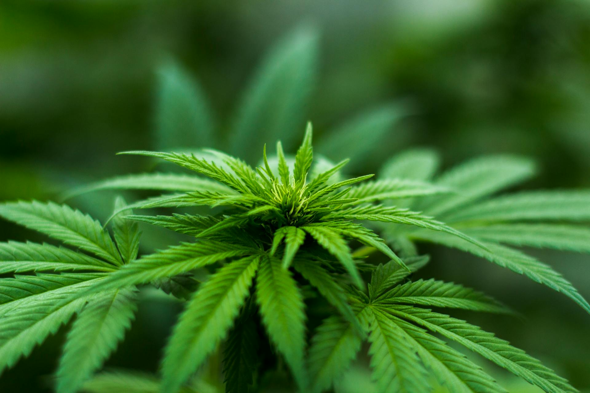 ISMOKE Cannabis UK